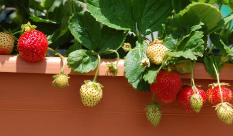 Όλα όσα πρέπει να ξέρετε εάν θέλετε να καλλιεργήσετε τις δικές σας φράουλες