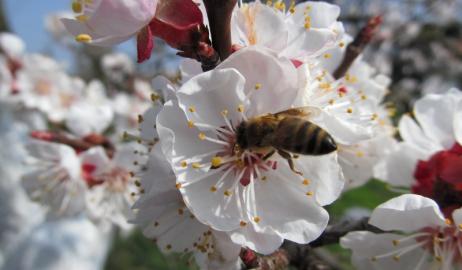 Ποιοι είναι οι κίνδυνοι που παραμονεύουν από τη μείωση των μελισσών;