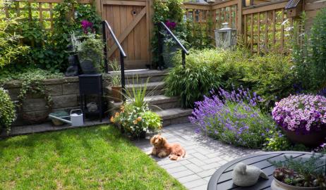 Πώς να φυτέψετε λεβάντα στον κήπο σας