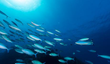 Οι πληθυσμοί των ψαριών μπορεί να ανακάμψουν σε 10 χρόνια