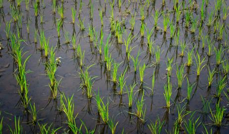 Ανακαλύφθηκε νέος τόπος καταγωγής του καλλιεργημένου ρυζιού ηλικίας 9000 ετών!