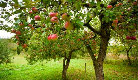 Ας προτιμήσουμε τα βιολογικά μήλα