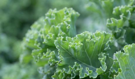 Λάχανο Kale, η νέα μόδα στα superfoods