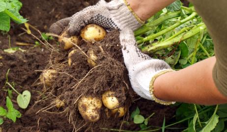 Σοβαρούς κινδύνους για την υγεία κρύβει η αθώα πατάτα