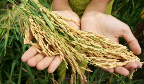 Επιστήμονες έφτιαξαν μια αποδοτική ποικιλία ρυζιού ανθεκτική στις ασθένειες