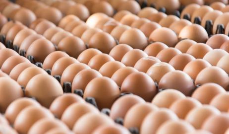 Παγκόσμια ανησυχία: Ανακαλούνται αυγά από γερμανική εταιρεία.