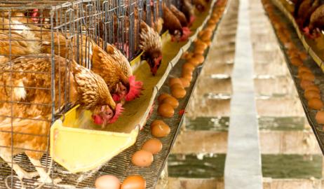 Καθησυχαστικός ο ΕΦΕΤ σχετικά με την παρουσία Fipronil στα αυγά για την Ελλάδα