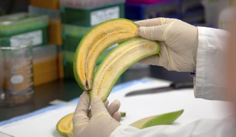 Επιστήμονες δημιούργησαν ένα τύπο μπανάνας που θα μπορούσε να σώσει τις ζωές 700.000 παιδιών το χρόνο