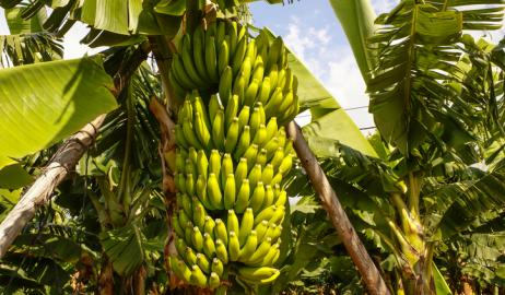 Το αβέβαιο μέλλον της μπανάνας