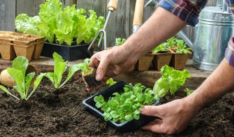 Φυτέψτε λαχανικά, όχι γρασίδι, στον κήπο σας και μειώστε τα αέρια του θερμοκηπίου