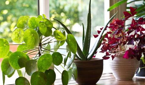 Στο μέλλον, τα φυτά εσωτερικού χώρου θα μπορούν να μας προειδοποιούν για πιθανούς κινδύνους για την υγεία