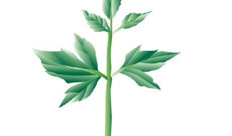 Ιδού το φυτό της αντιγήρανσης και της μακροζωίας που δεν είναι ελληνικό!