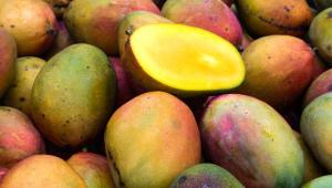 mango-ofeli-karkinos