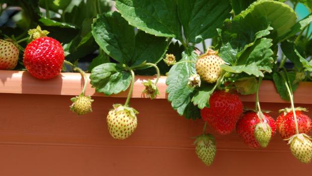 Όλα όσα πρέπει να ξέρετε εάν θέλετε να καλλιεργήσετε τις δικές σας φράουλες