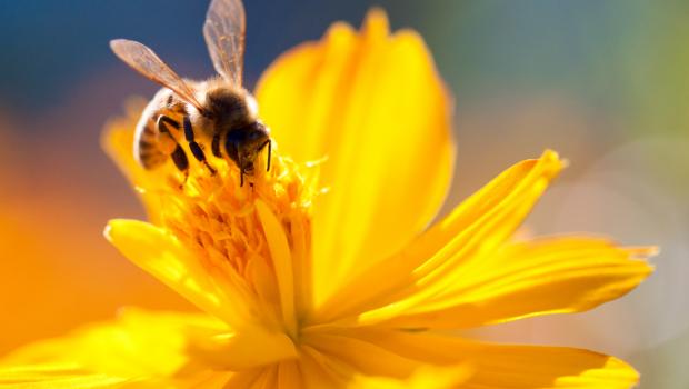 Οι μέλισσες είναι επιλεκτικοί καλοφαγάδες