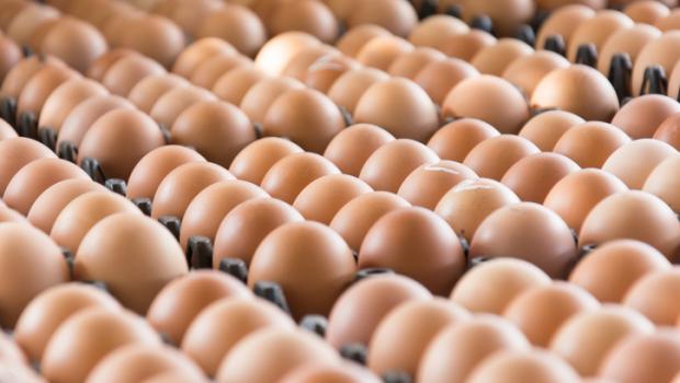 Παγκόσμια ανησυχία: Ανακαλούνται αυγά από γερμανική εταιρεία.