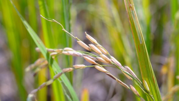 Νέο είδος ρυζιού απαιτεί λιγότερο νερό και είναι ανθεκτικότερο σε μελλοντικές κλιματικές αλλαγές